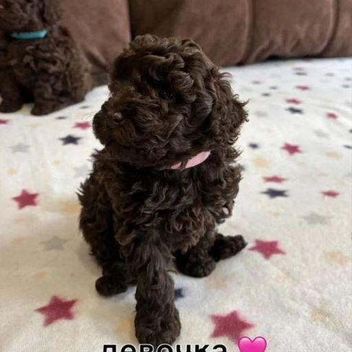 Изображение питомца