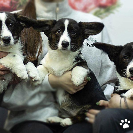 Изображение питомца