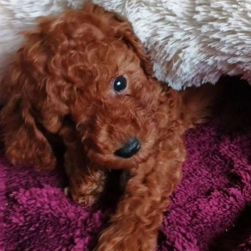 Изображение питомца