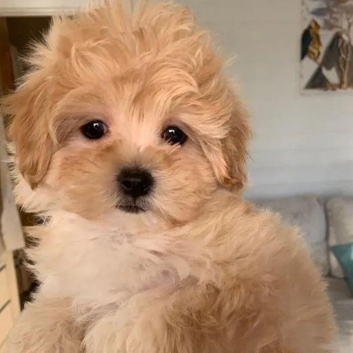 Изображение питомца