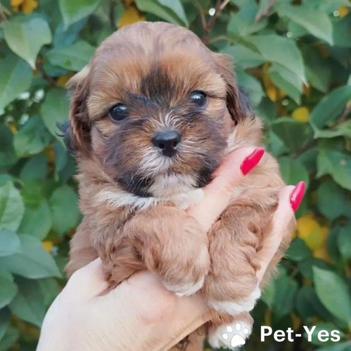 Изображение питомца