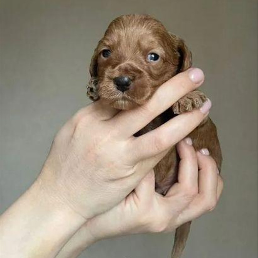 Изображение питомца