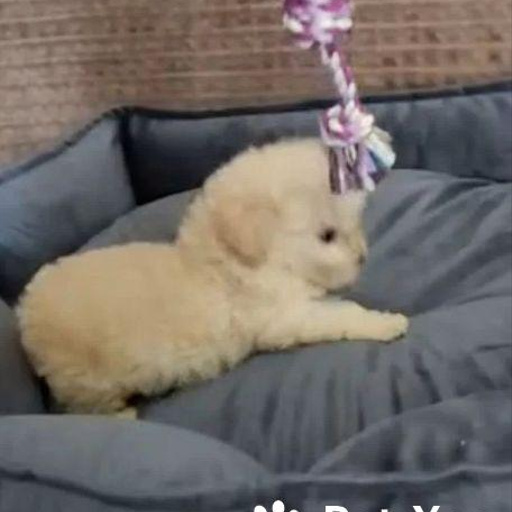 Изображение питомца