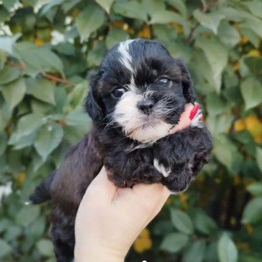 Изображение питомца