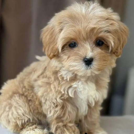 Изображение питомца