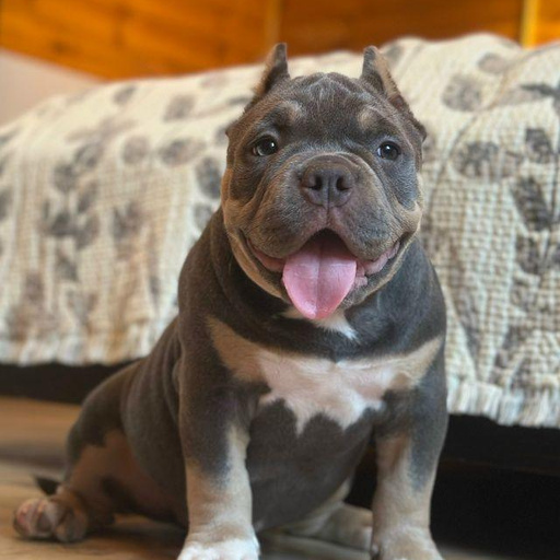 Изображение питомца