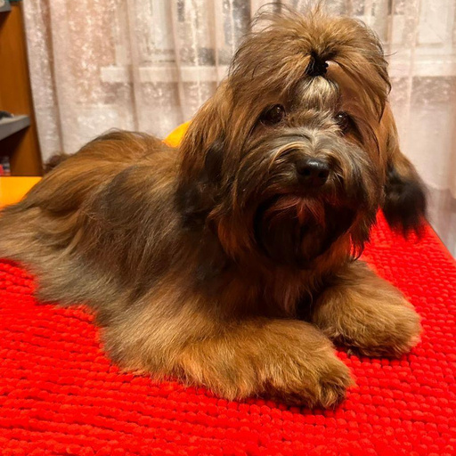 Изображение питомца