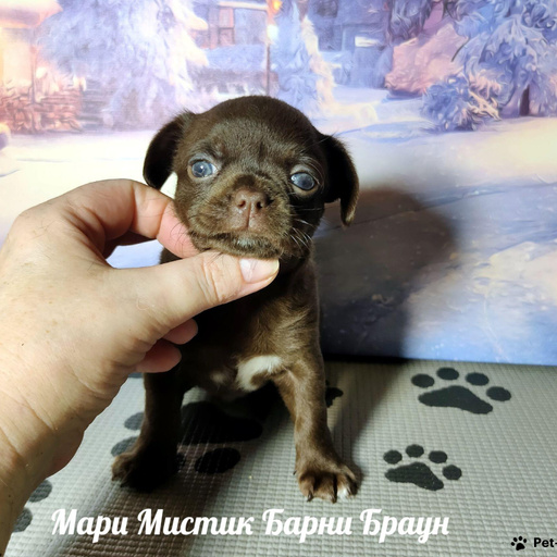 Изображение питомца