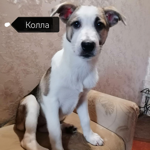 Изображение питомца