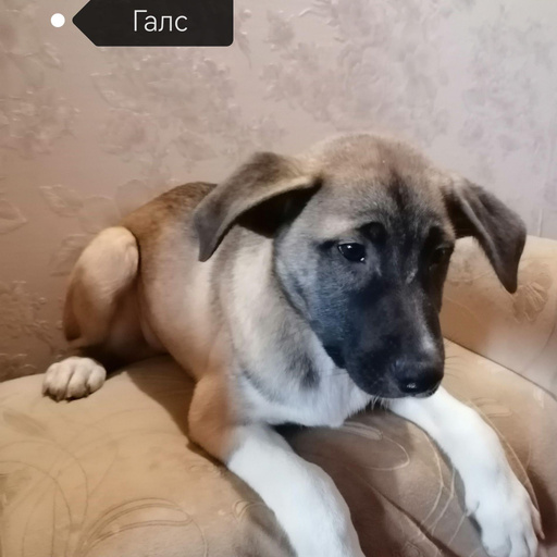 Изображение питомца