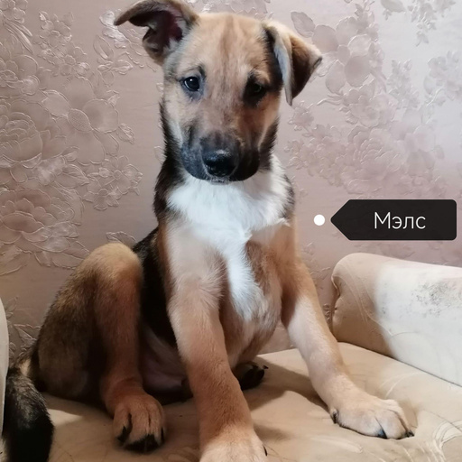 Изображение питомца