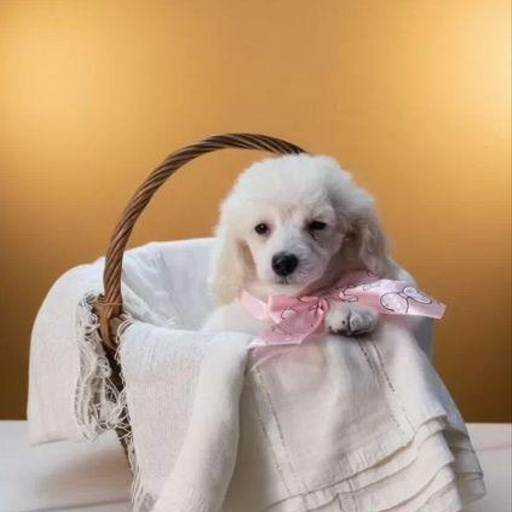 Изображение питомца