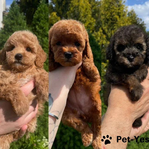 Изображение питомца