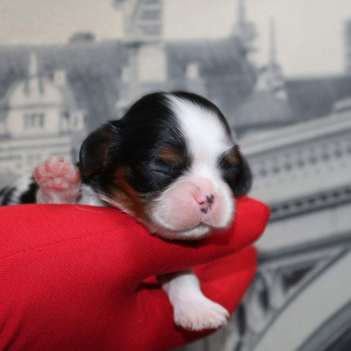 Изображение питомца