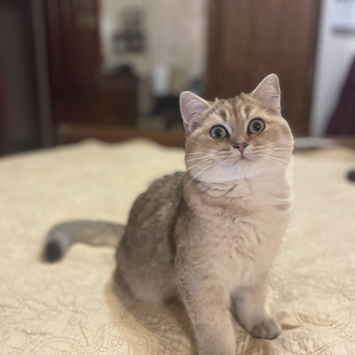 Изображение питомца