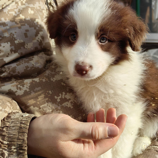 Изображение питомца