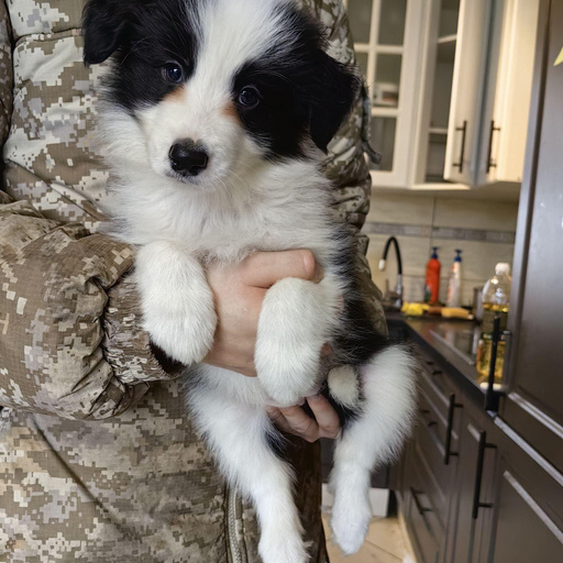 Изображение питомца