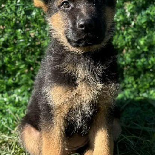 Изображение питомца