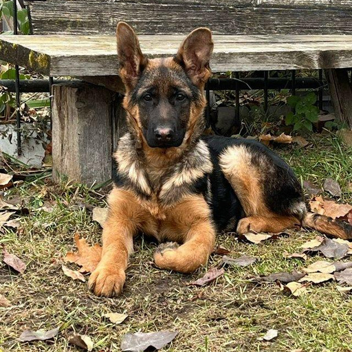 Изображение питомца