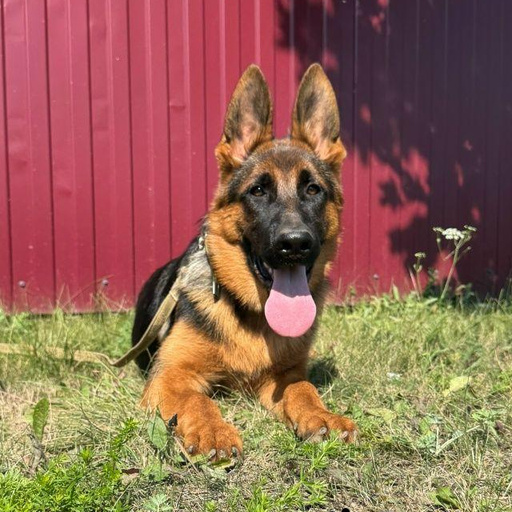 Изображение питомца