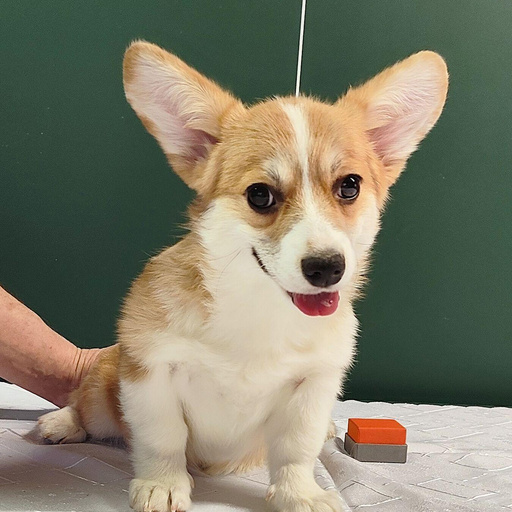 Изображение питомца