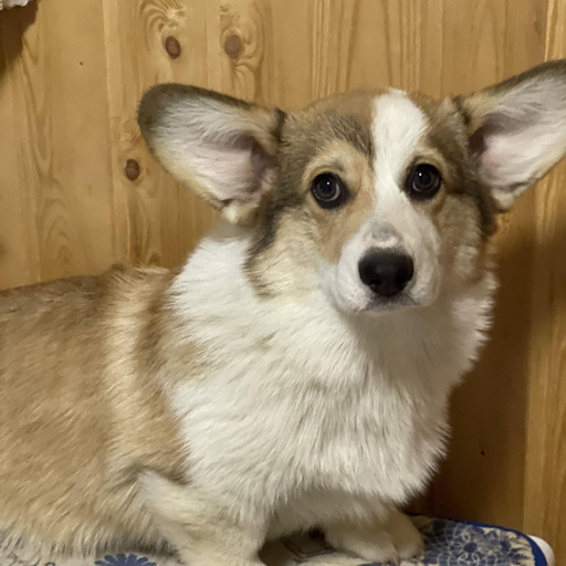 Изображение питомца