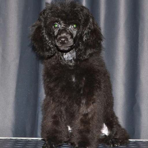 Изображение питомца