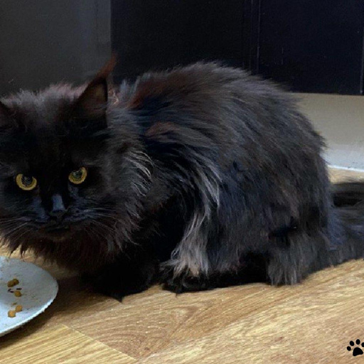 Изображение питомца