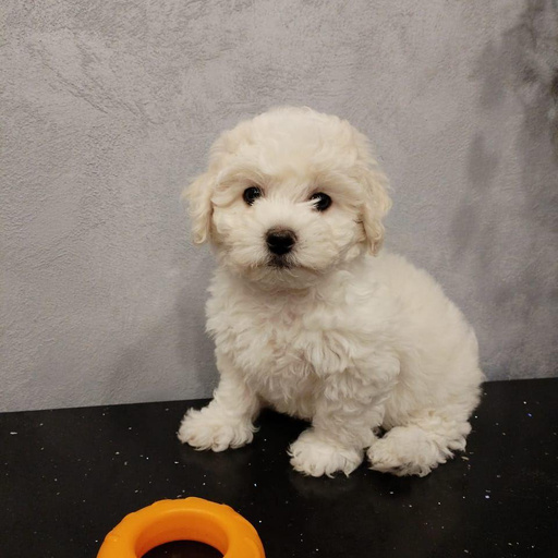 Изображение питомца