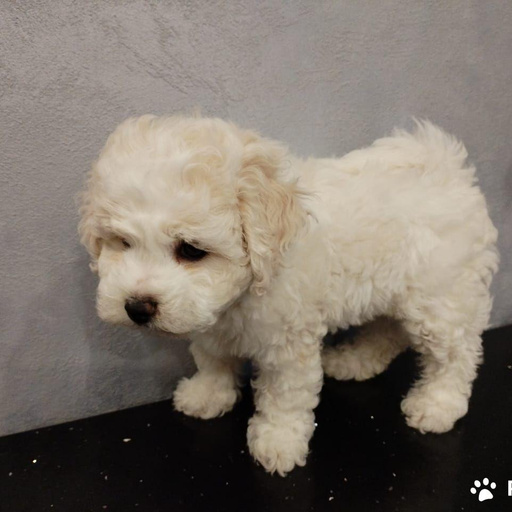 Изображение питомца