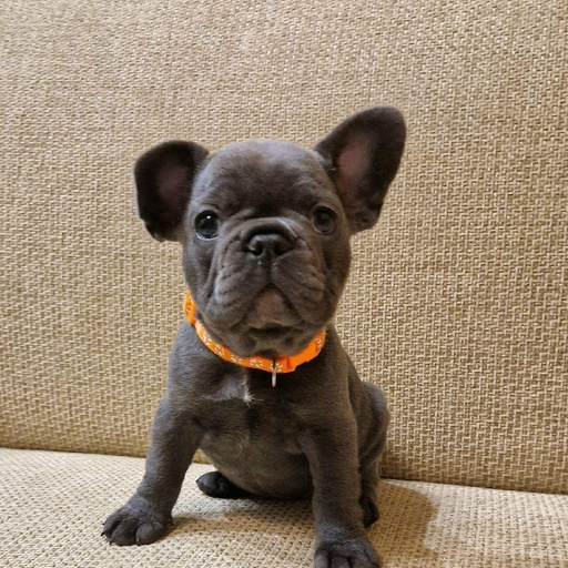 Изображение питомца