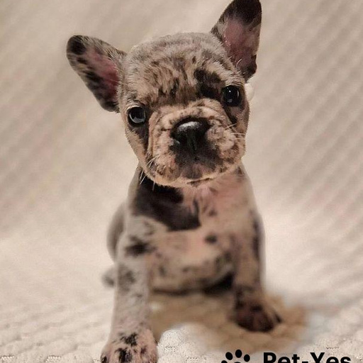 Изображение питомца