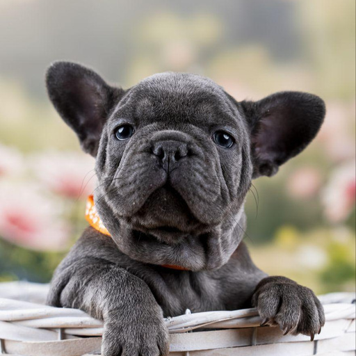 Изображение питомца