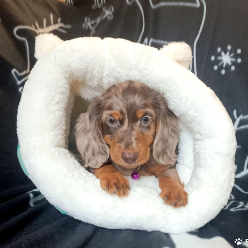 Изображение питомца