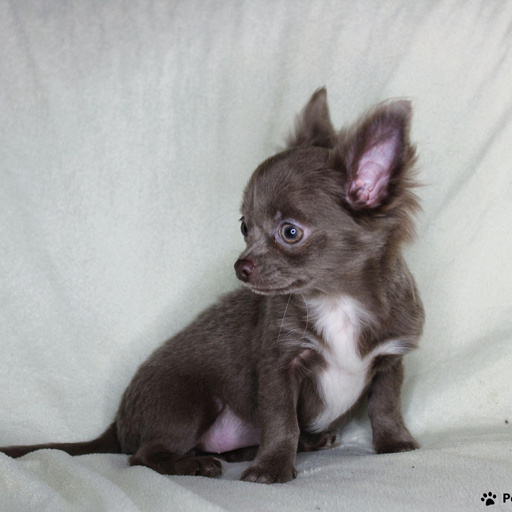 Изображение питомца