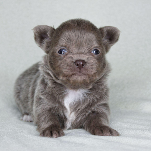 Изображение питомца