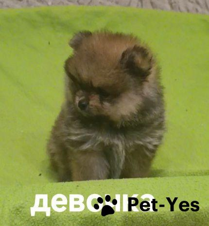 Изображение питомца