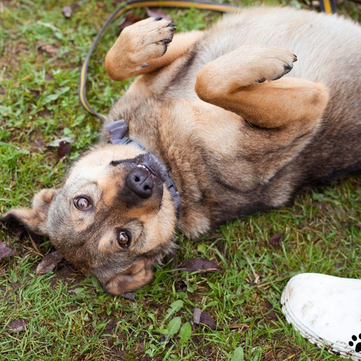 Изображение питомца