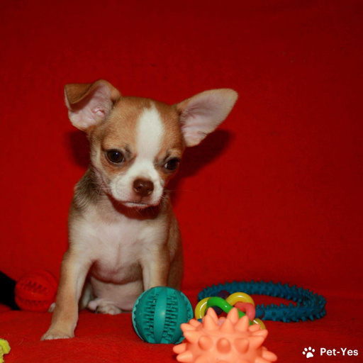 Изображение питомца