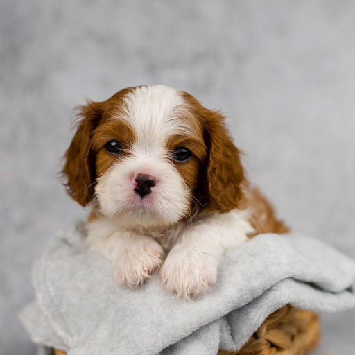 Изображение питомца