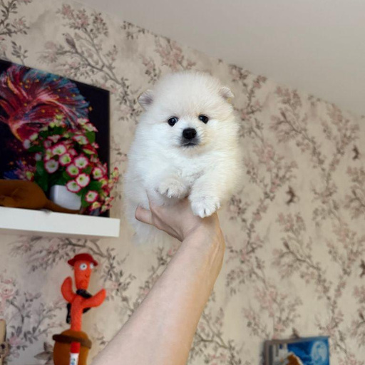 Изображение питомца