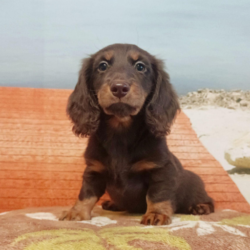 Изображение питомца