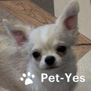 Изображение питомца