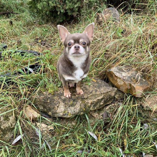 Изображение питомца