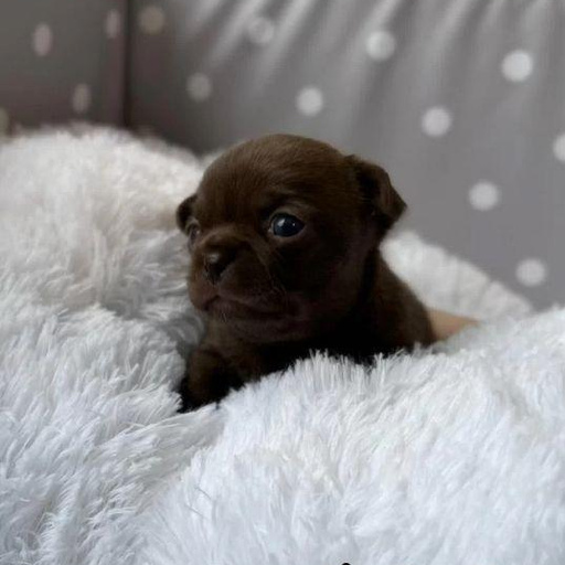 Изображение питомца