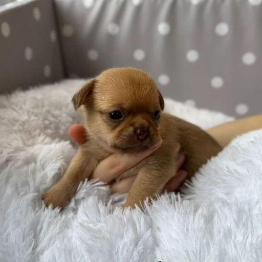 Изображение питомца