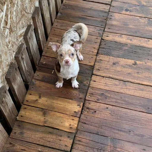 Изображение питомца