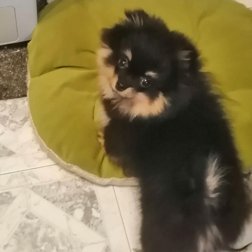 Изображение питомца