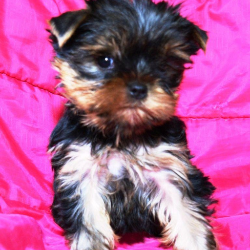 Изображение питомца