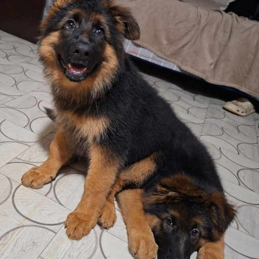 Изображение питомца